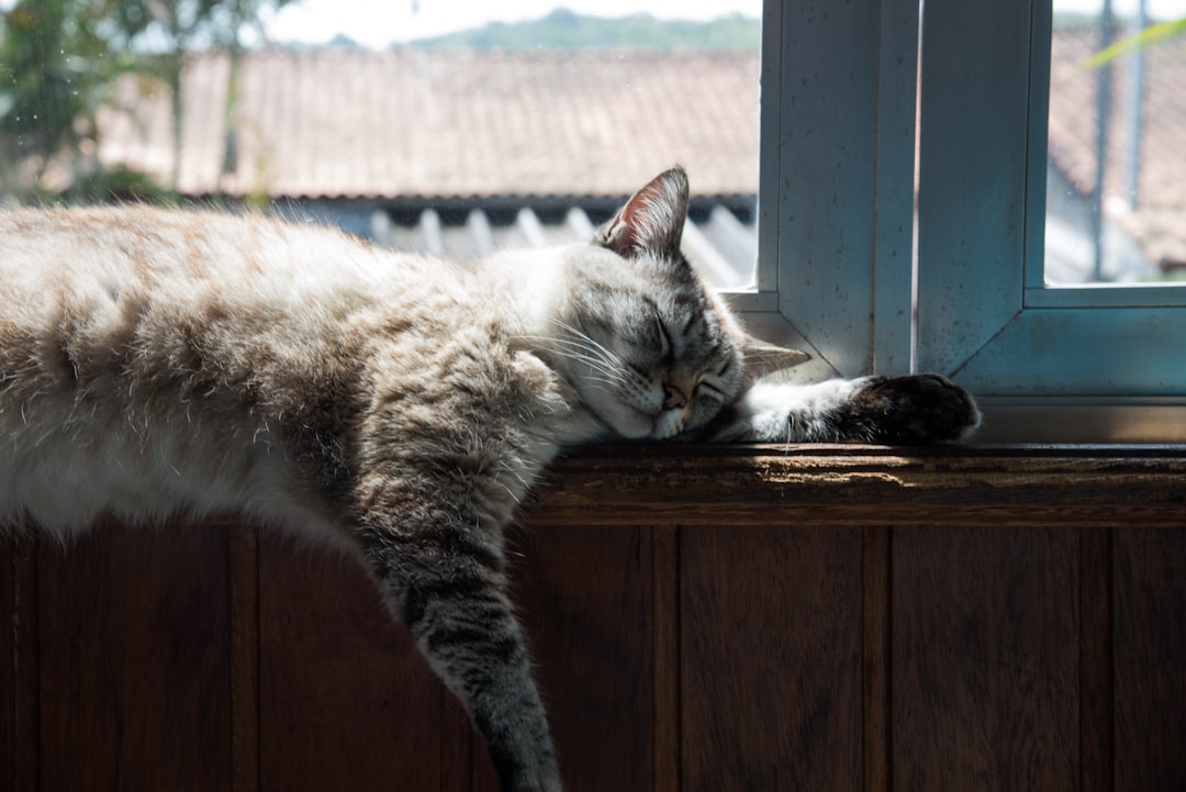 Arthritis in Cats in Alameda: The Quiet Signs Cat Owners Should Not Ignore